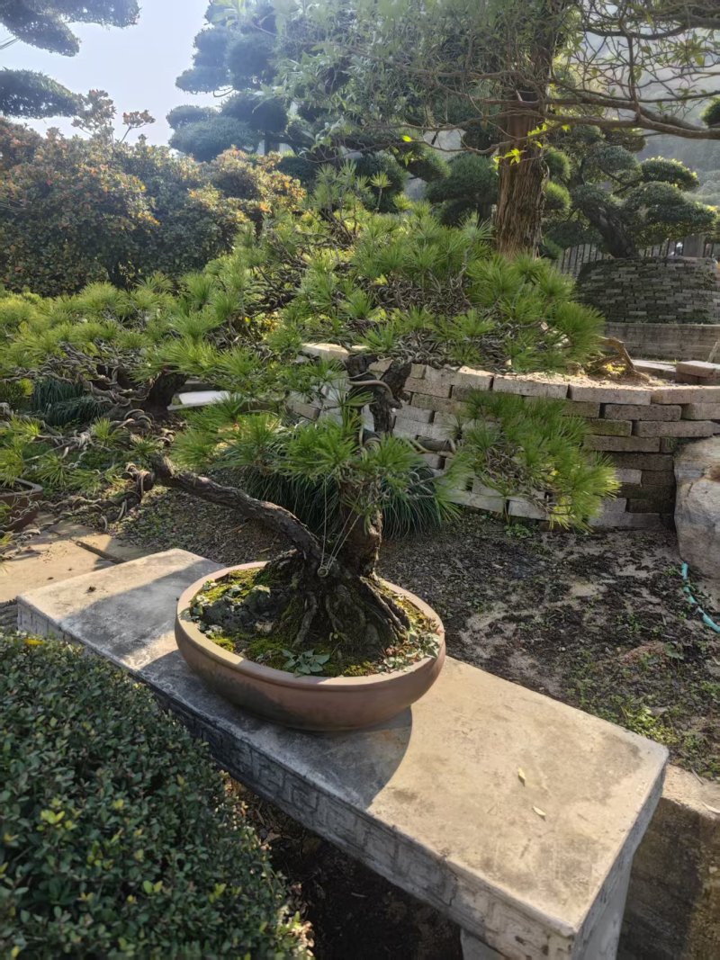 精品盆景罗汉松