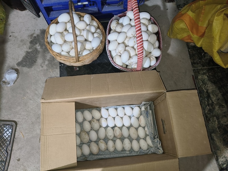 散养鹅蛋