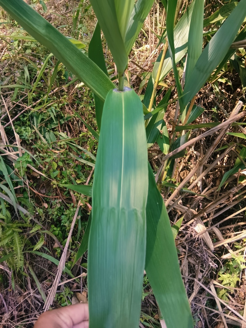 ***野生，粽叶，***，现摘现发包邮