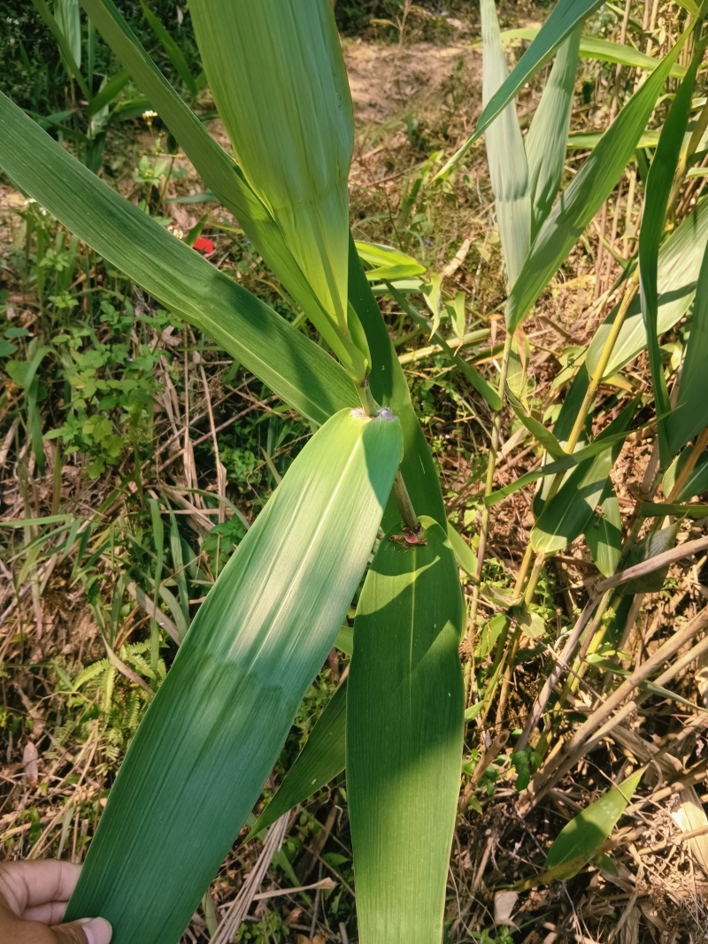 ***野生，粽叶，***，现摘现发包邮