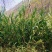 ***野生，粽叶，***，现摘现发包邮