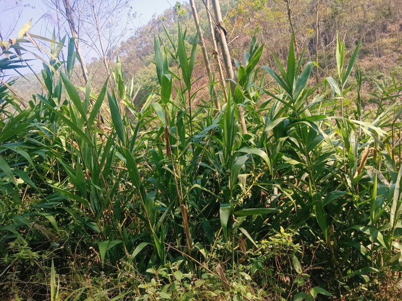 ***野生，粽叶，***，现摘现发包邮