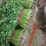 本地香菜大量上市产地一手货源大量现货供应需要的联系价格美