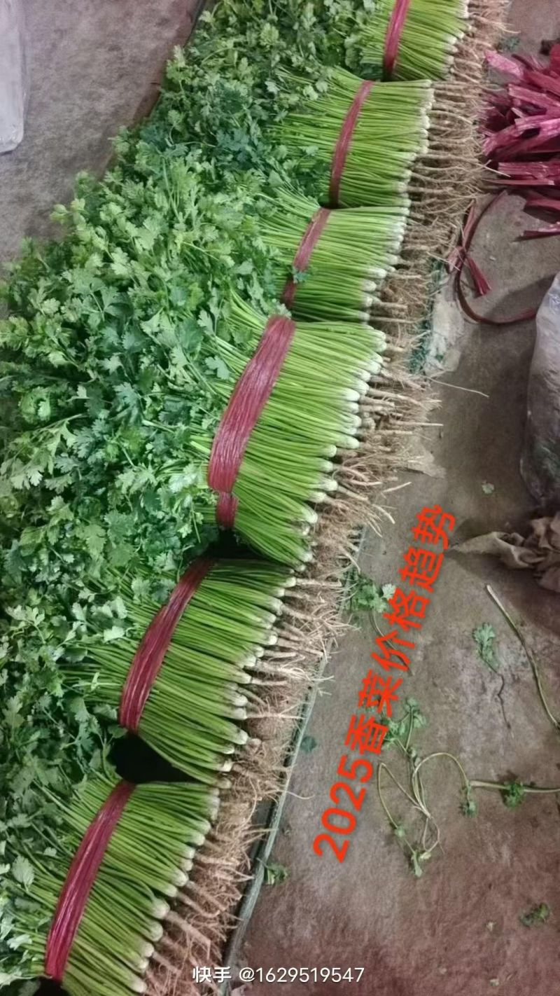 本地香菜大量上市产地一手货源大量现货供应需要的联系价格美