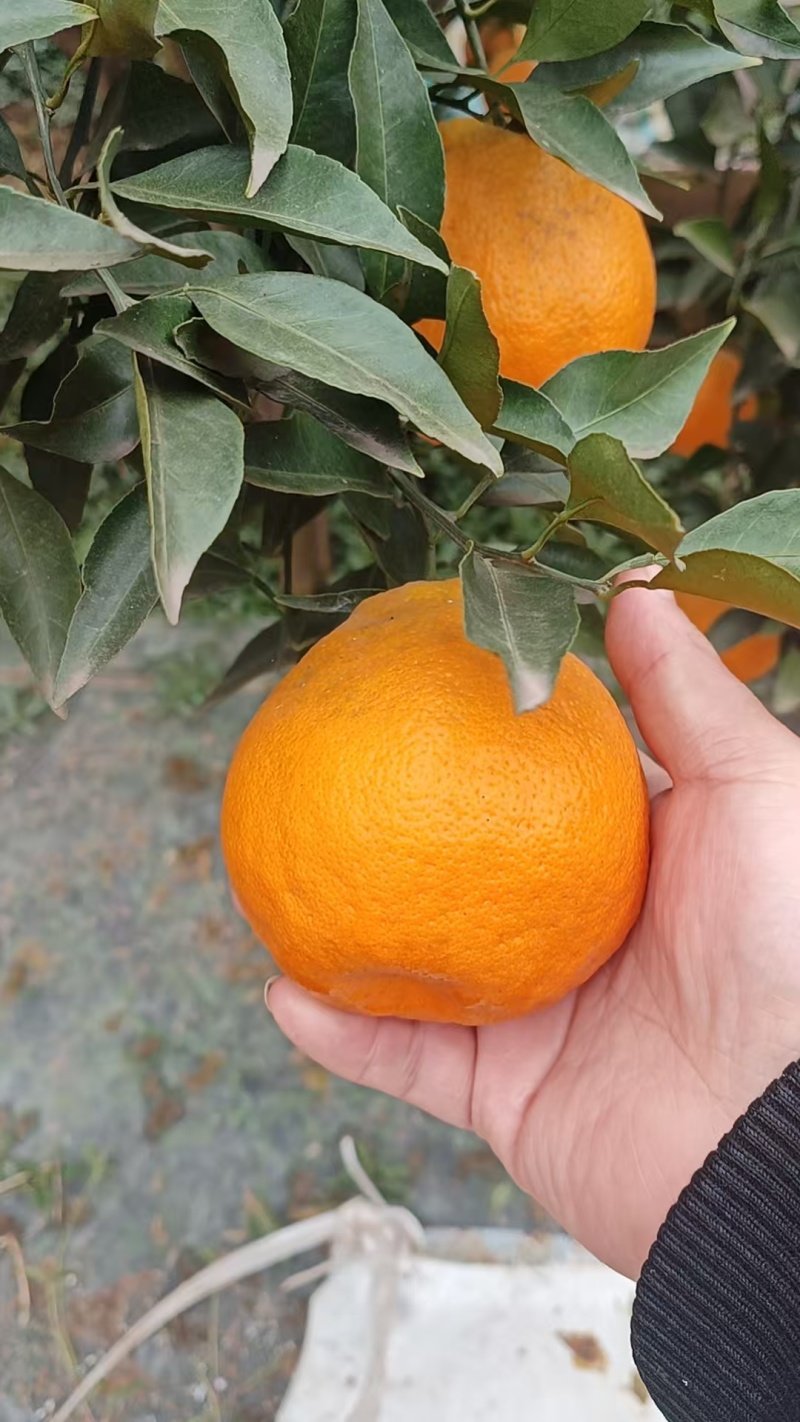 春见耙耙柑大量上市自贡富顺耙耙柑