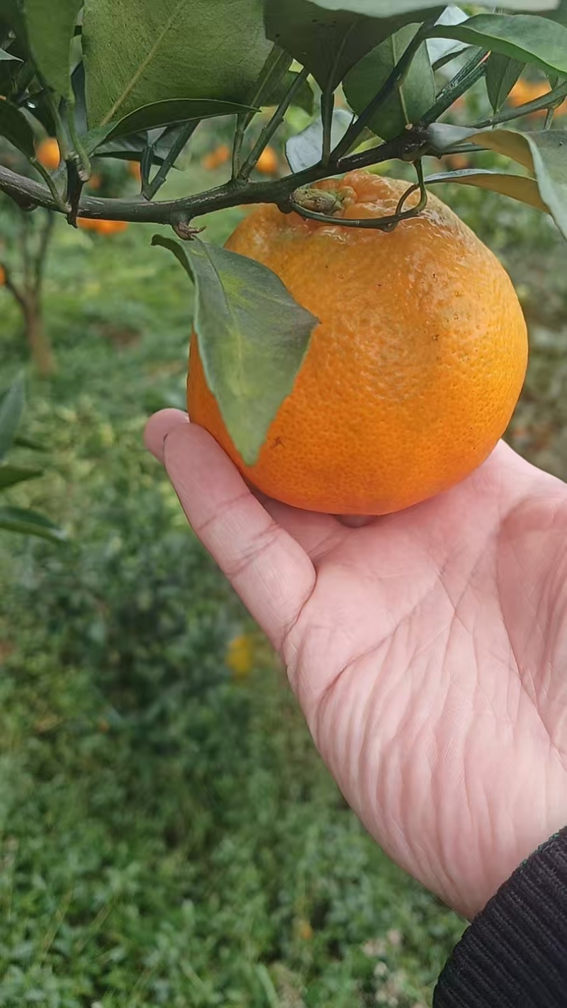 春见耙耙柑大量上市自贡富顺耙耙柑