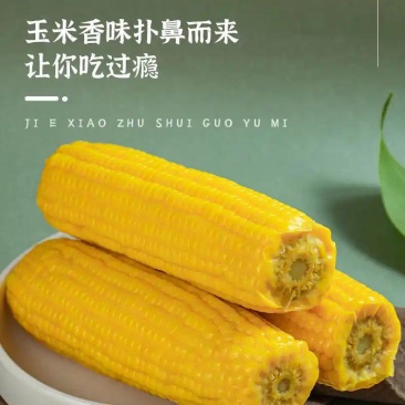 哈尔滨糯玉米，大量现货，一件代发(只做精品)