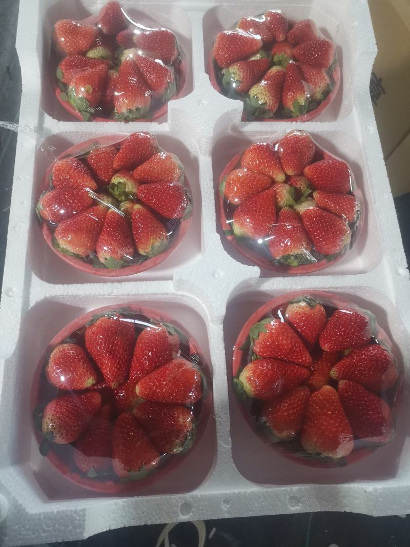 草莓大量上市现摘现发品质上次价格优惠欢迎来电洽谈