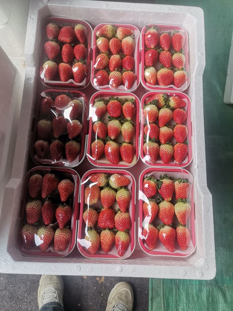草莓大量上市现摘现发品质上次价格优惠欢迎来电洽谈