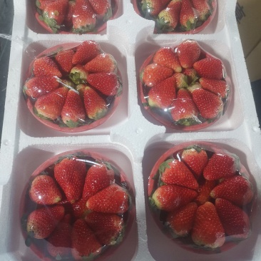 草莓大量上市现摘现发品质上次价格优惠欢迎来电洽谈