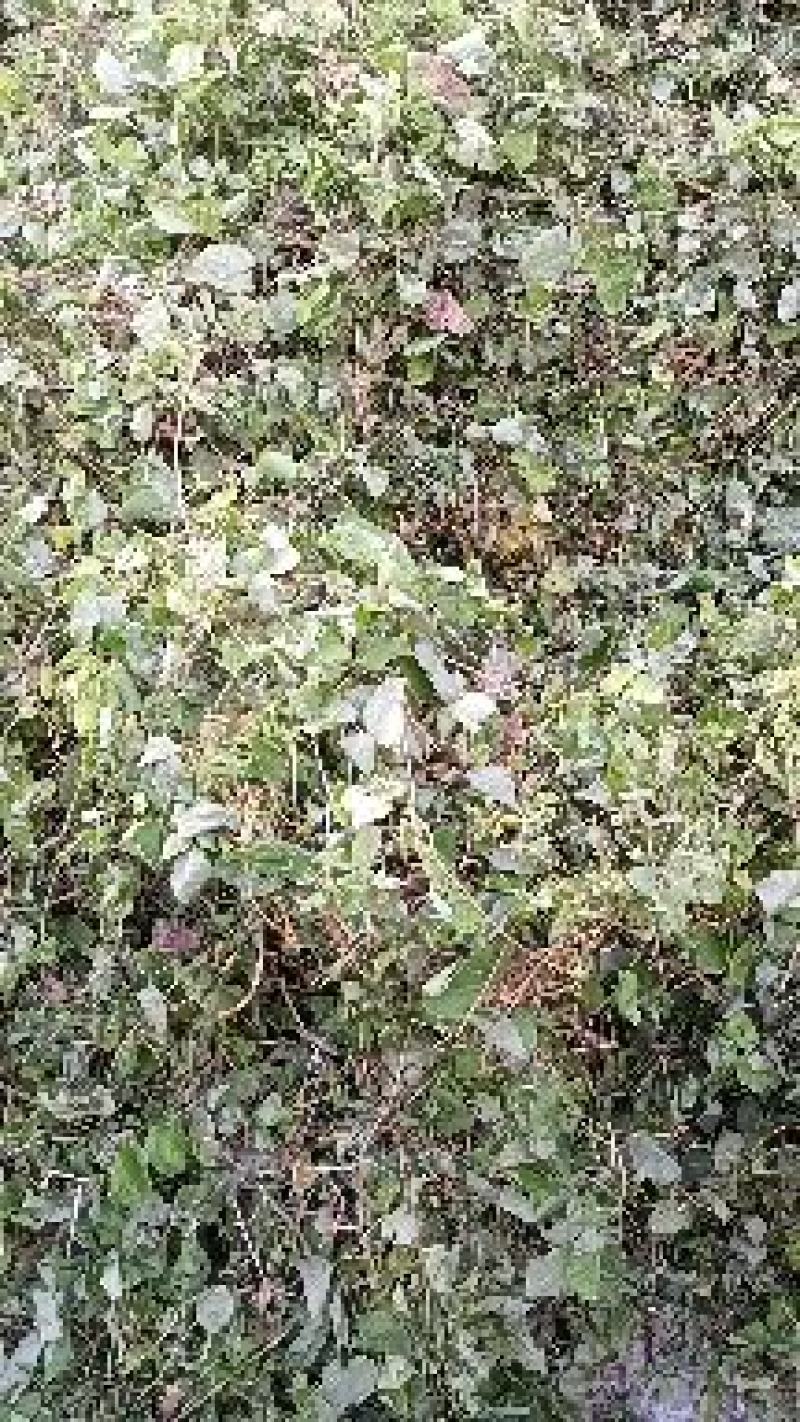 甘肃小圆叶淫羊藿