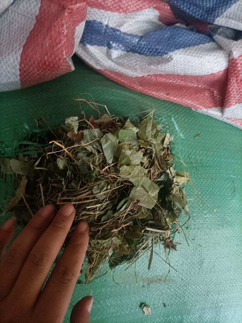甘肃小圆叶淫羊藿