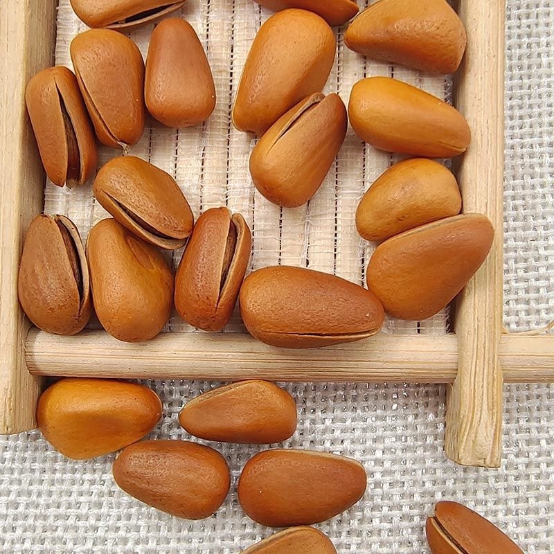东北松子开口高货