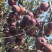 云南昭通糖心苹果（红富士）