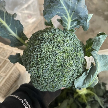精品西兰花