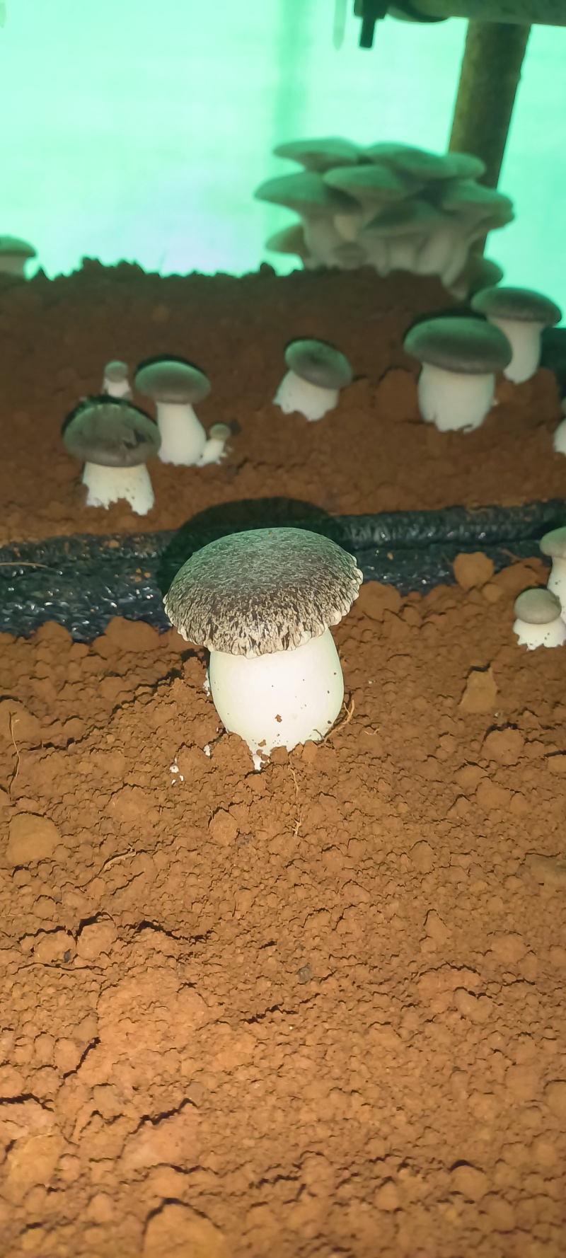 基地虎掌菌直发