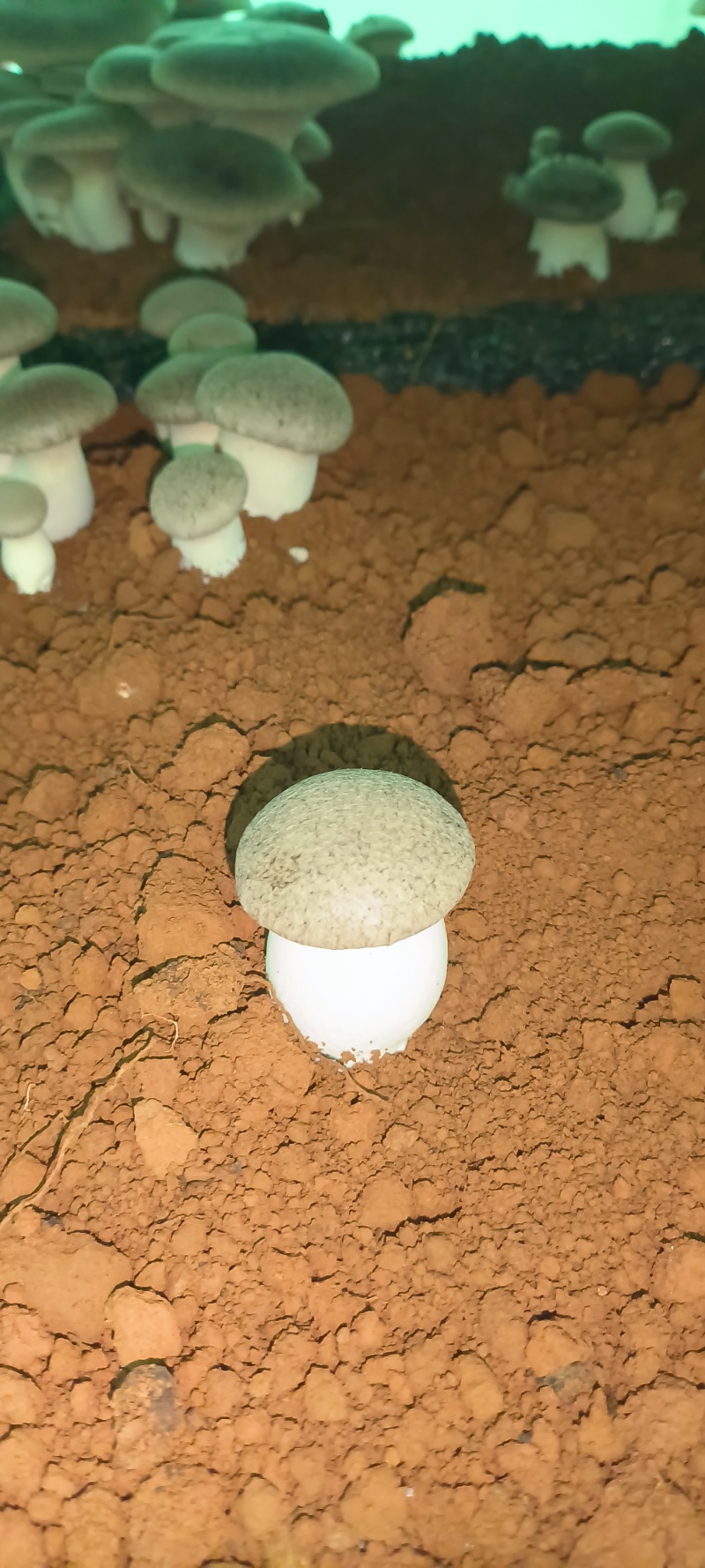 基地虎掌菌直发