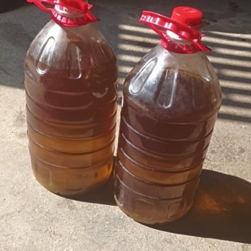 正宗老树山茶油