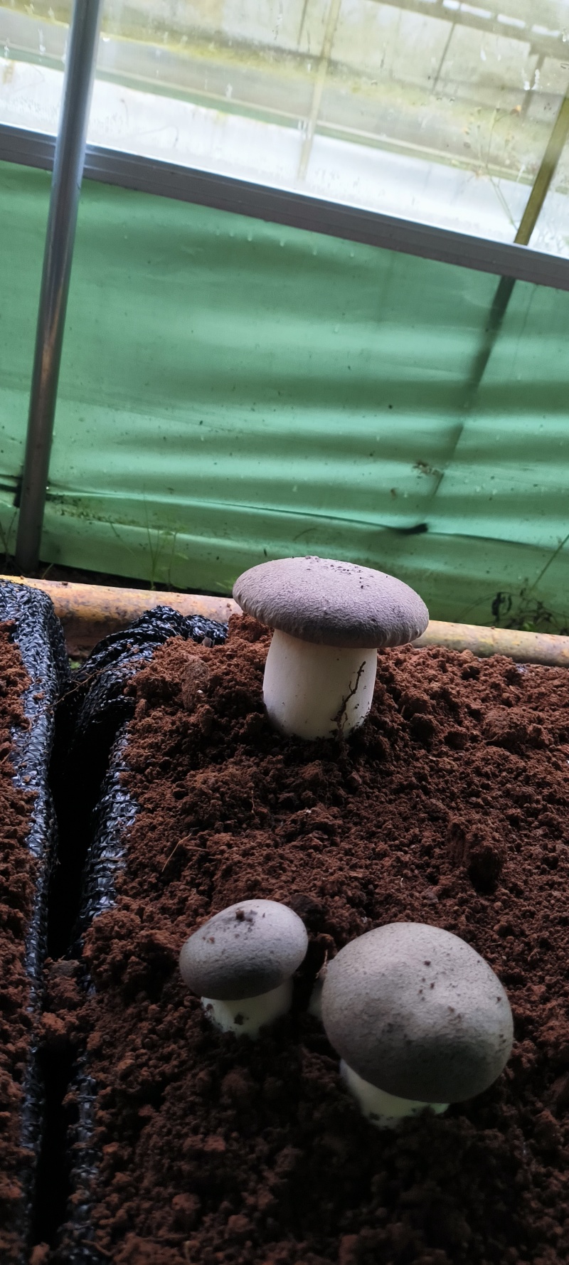 基地虎掌菌直发