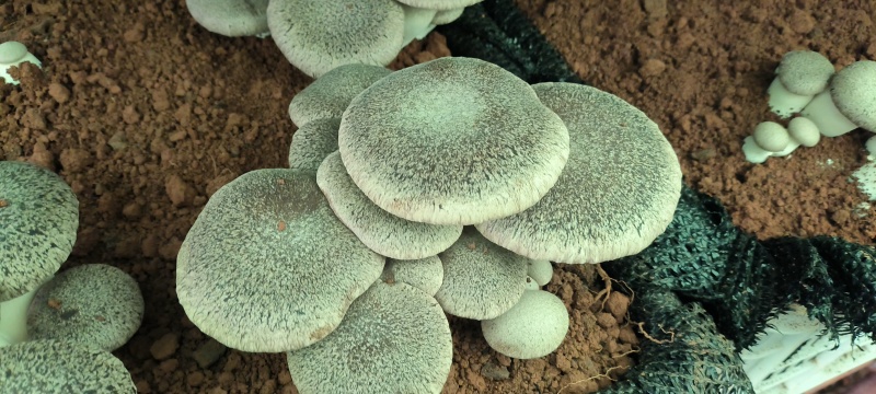 基地虎掌菌直发