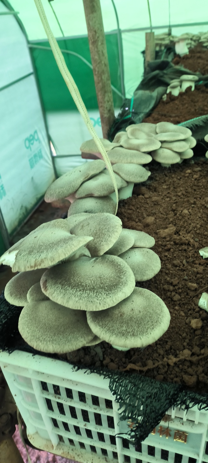 基地虎掌菌直发