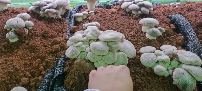 基地虎掌菌直发