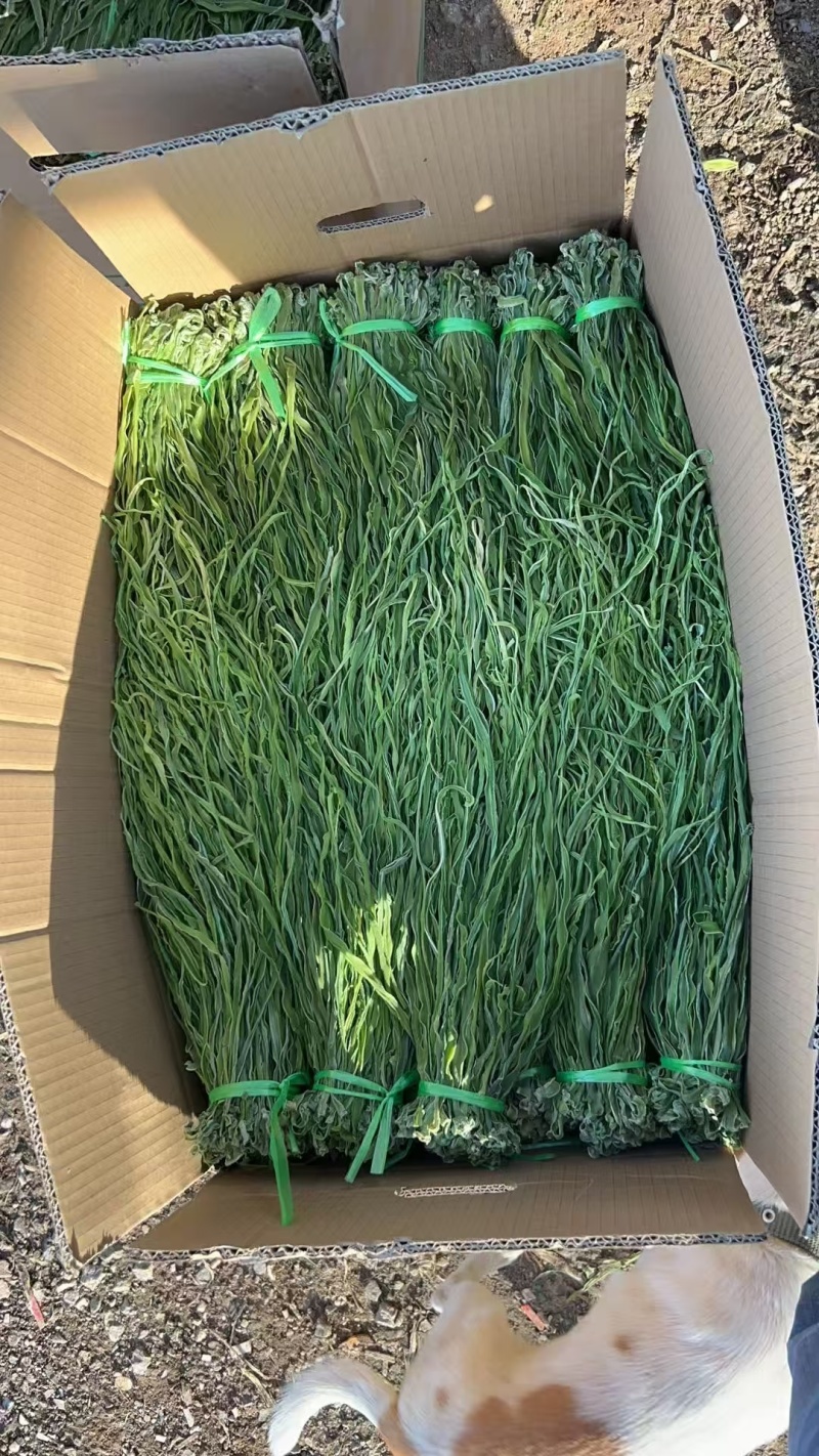 云南大理贡菜产区需要联系产地直发脆嘎嘎脆