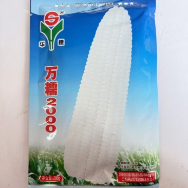 万糯2000白糯玉米种子，万糯188大棒头抗倒伏高产种子