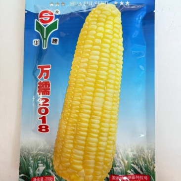万糯2018糯玉米种子现货供应