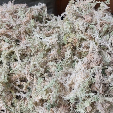 贵州优质水苔蝴蝶兰专用