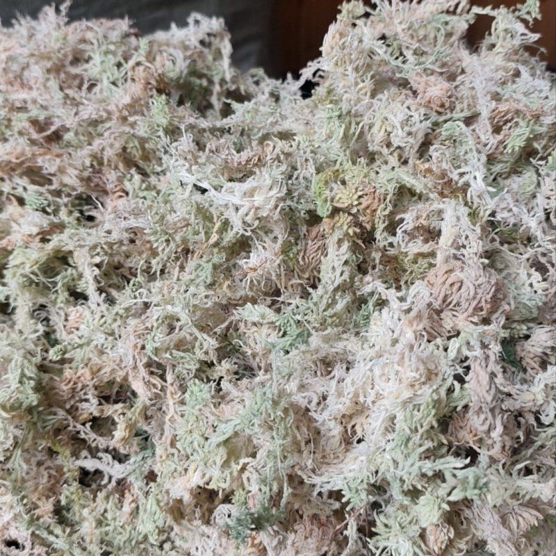贵州优质水苔蝴蝶兰专用