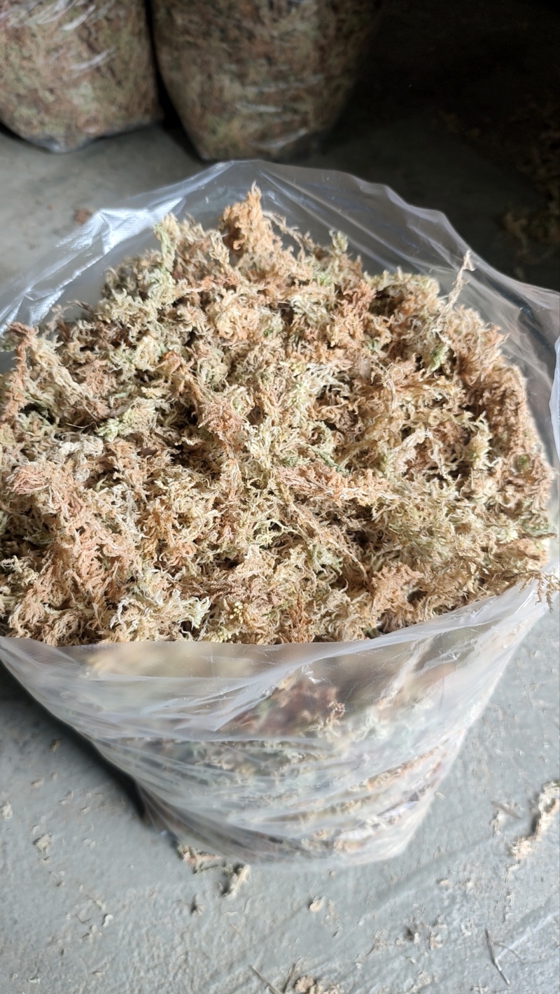 贵州优质水苔蝴蝶兰专用
