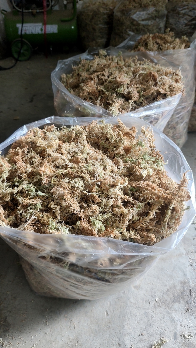 贵州优质水苔蝴蝶兰专用