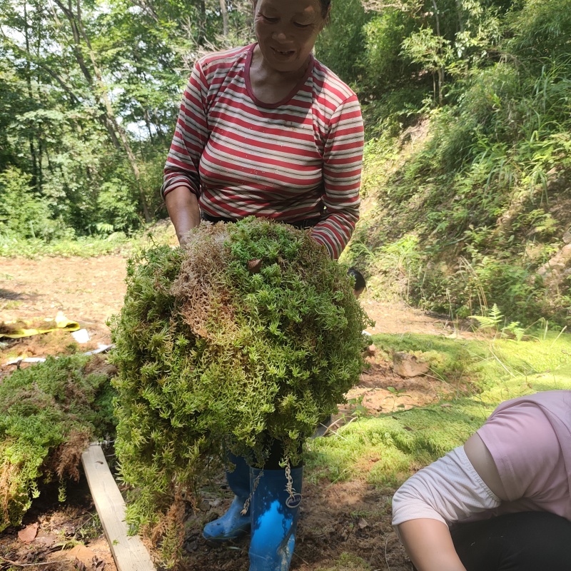 贵州优质水苔蝴蝶兰专用