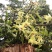 石斛花