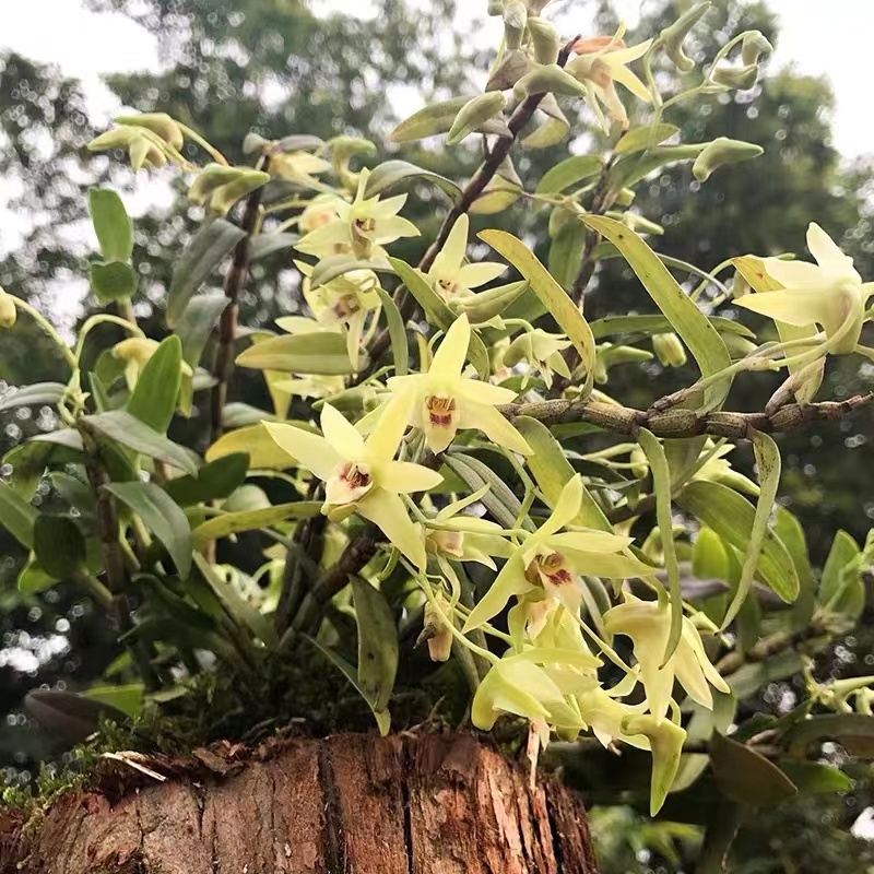 石斛花