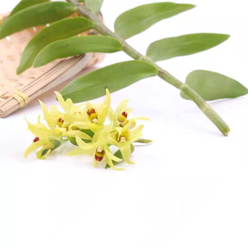 石斛花