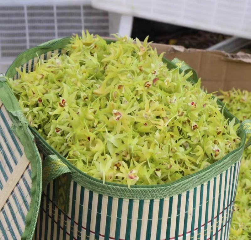 石斛花