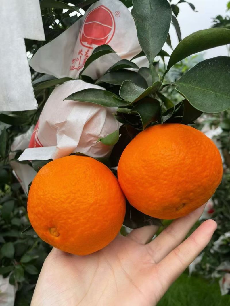 精品套袋爱媛橙上市了！颜色红口感好，皮薄多汁无损伤！