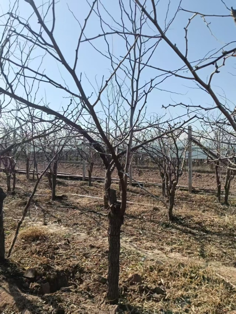 8-10公分冬枣树土球裸根都可以占地用的树价格便宜
