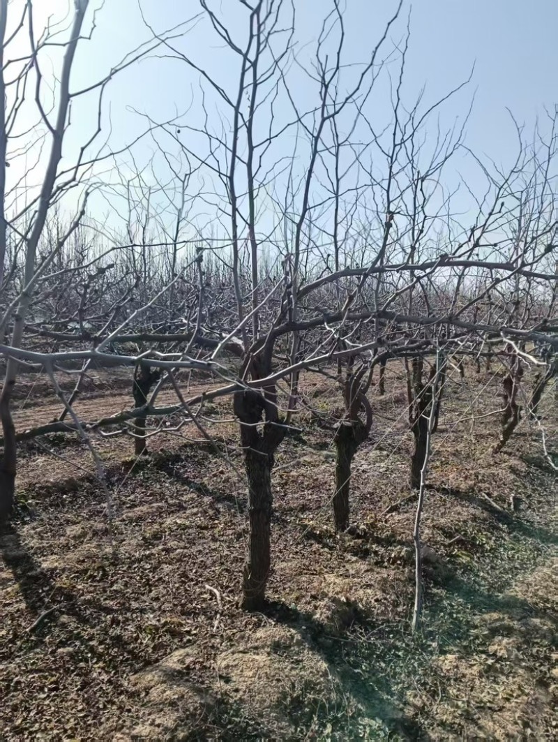 8-10公分冬枣树土球裸根都可以占地用的树价格便宜