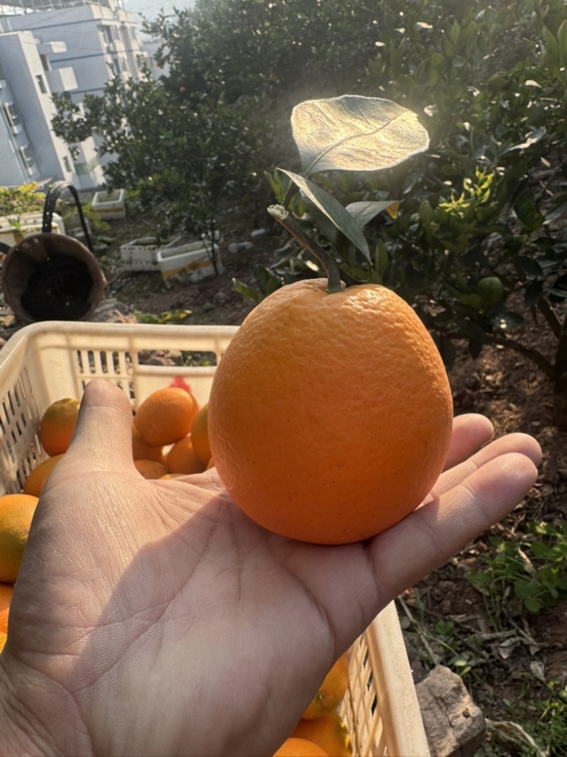 湖北宜昌纽荷尔脐橙核心产区直供可按需配货欢迎咨询