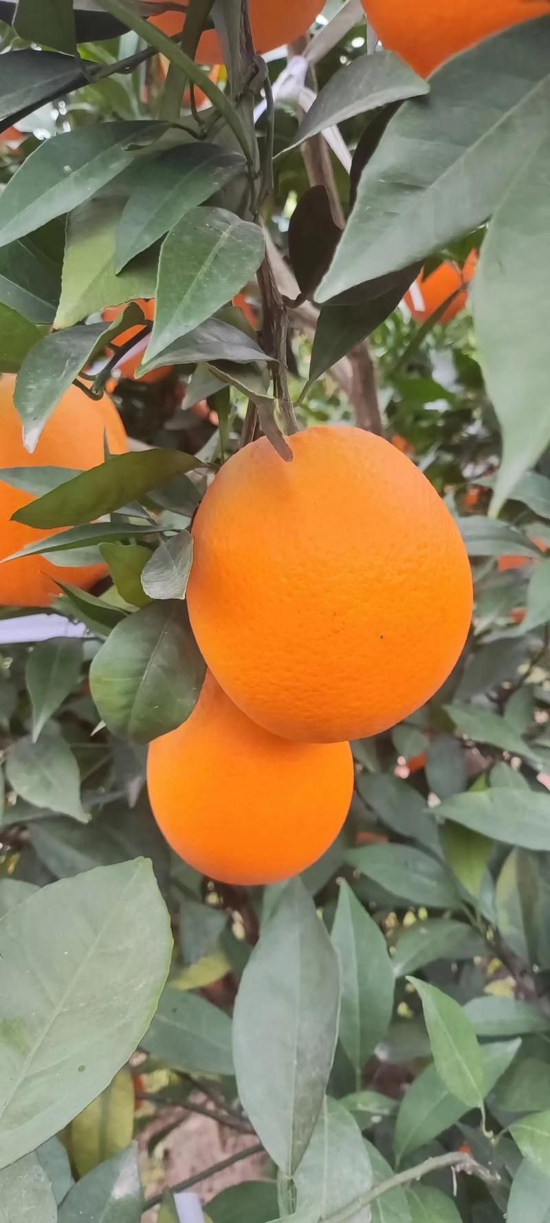 湖北宜昌纽荷尔脐橙核心产区直供可按需配货欢迎咨询
