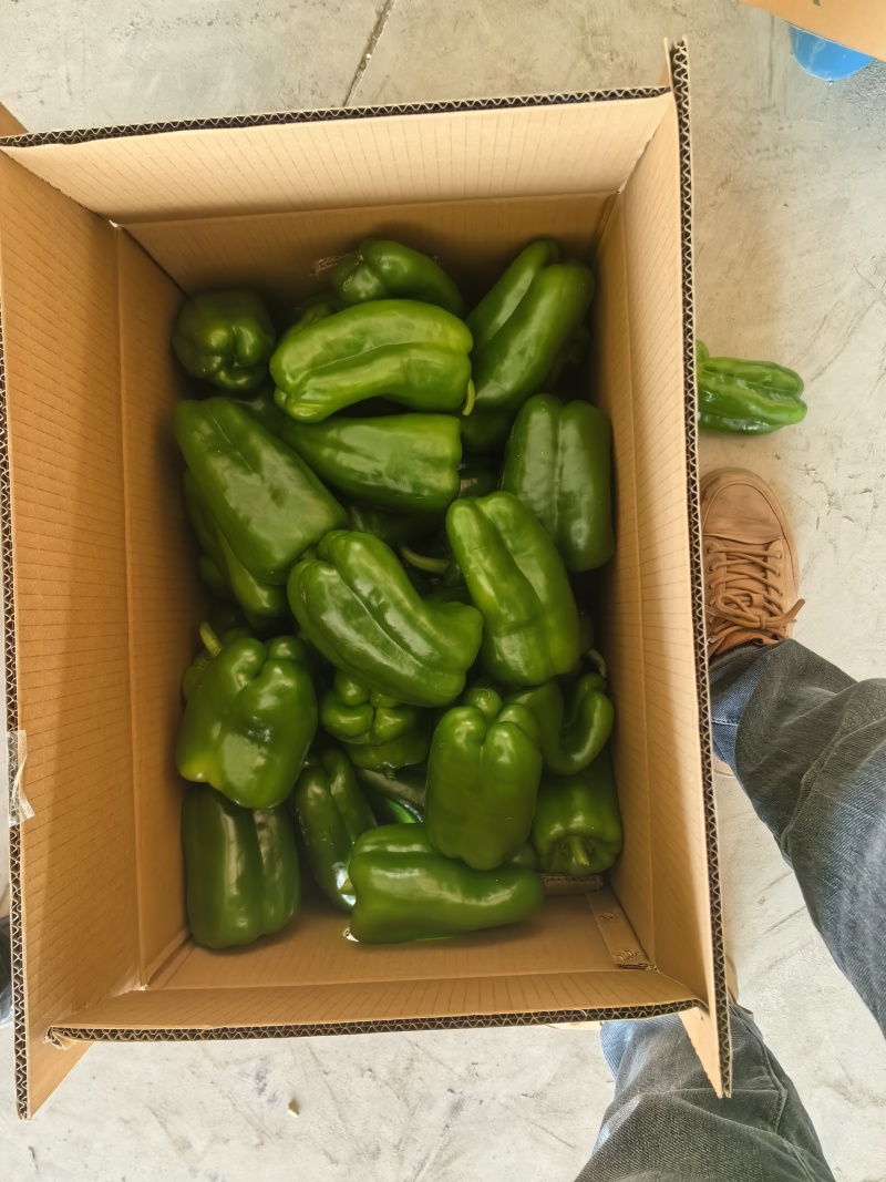 精品螺丝椒，黄皮椒，太空椒，方椒