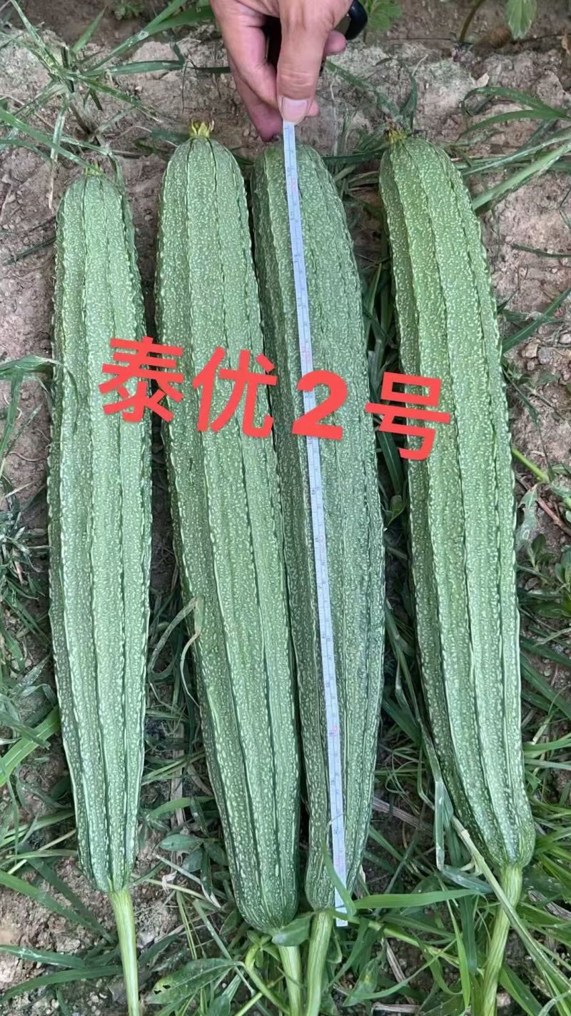 夏丽肉丝瓜种子农家春秋季耐热易种口感脆甜蔬菜种孑长丝瓜