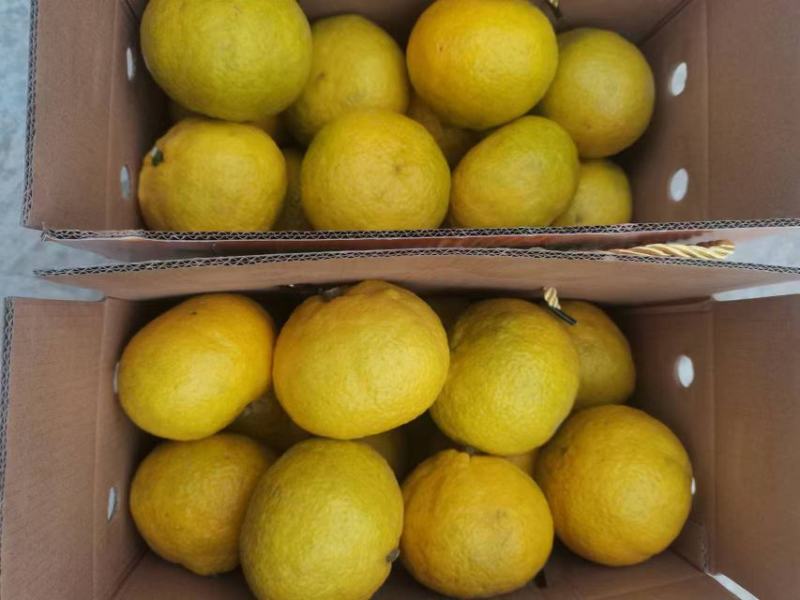 精品黄金贡柚纯甜无酸产地直发量大价优欢迎随时联系