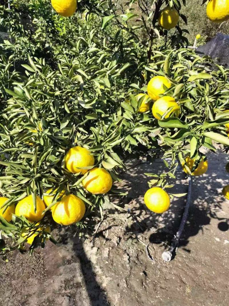 精品黄金贡柚纯甜无酸产地直发量大价优欢迎随时联系