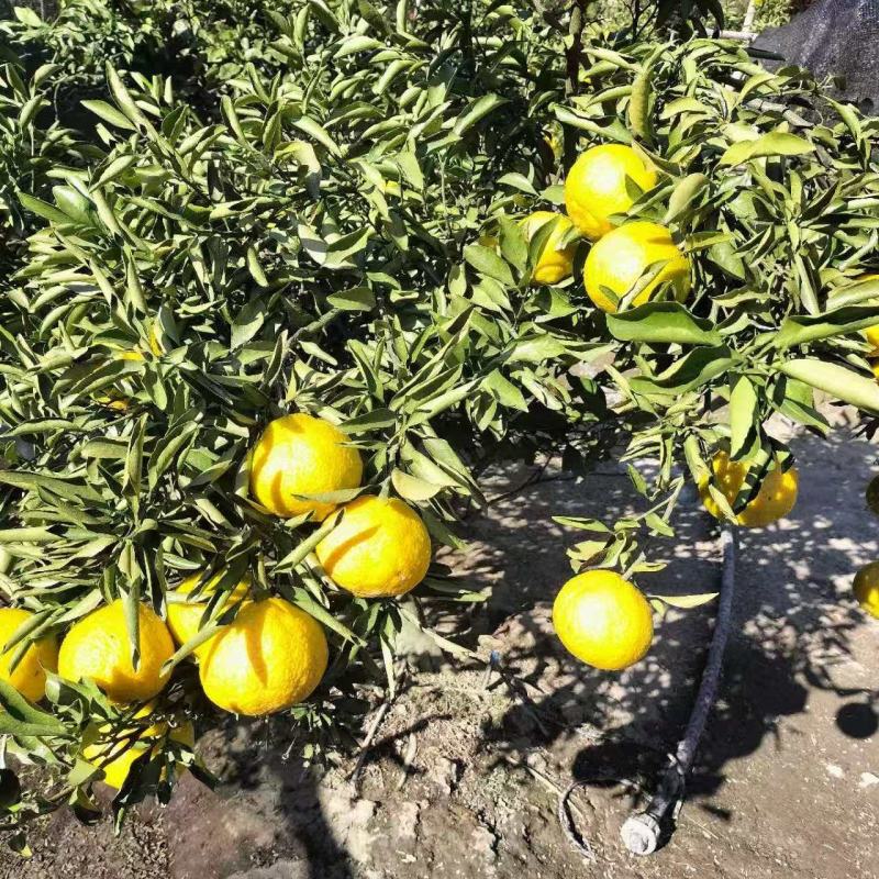 精品黄金贡柚纯甜无酸产地直发量大价优欢迎随时联系