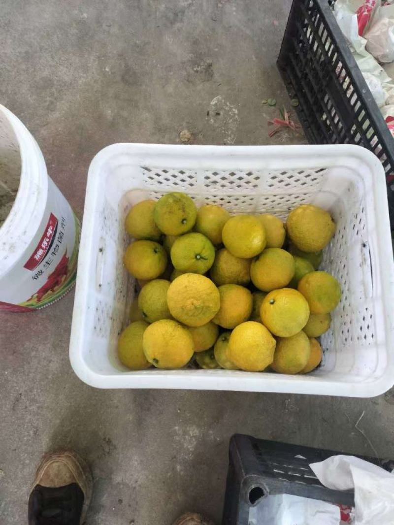 精品黄金贡柚纯甜无酸产地直发量大价优欢迎随时联系