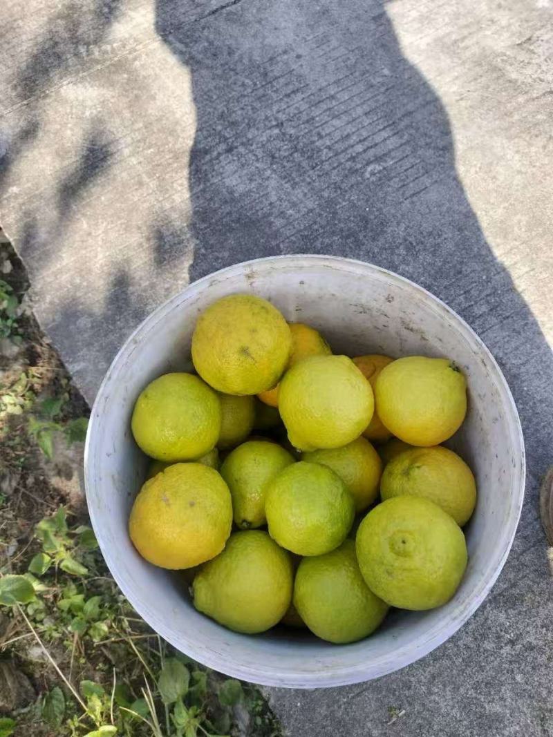 精品黄金贡柚纯甜无酸产地直发量大价优欢迎随时联系